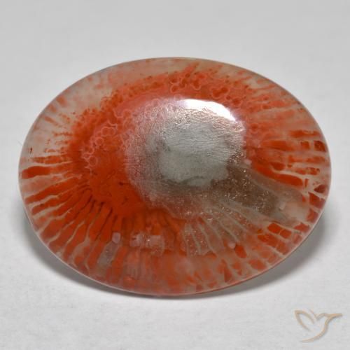 Corail multicolore naturelle coupe ovale, 8,54 ct, translucide