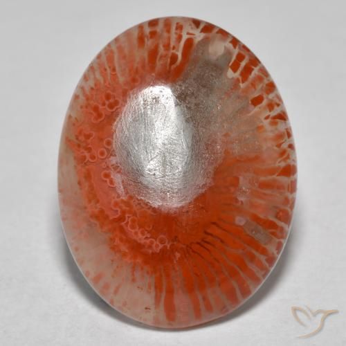 Corail multicolore naturelle coupe ovale, 8,54 ct, translucide