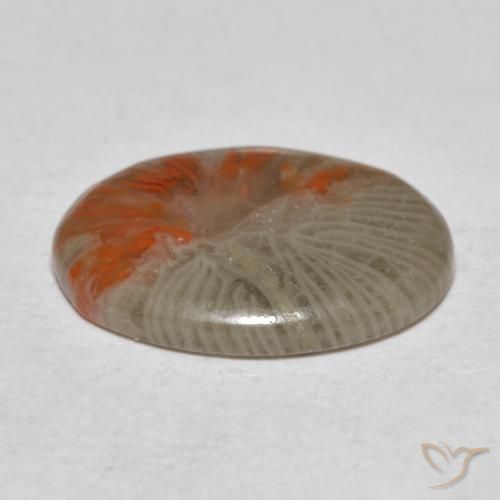 Corail Multicolore naturelle ovale, 4.11 ct, Translucide
