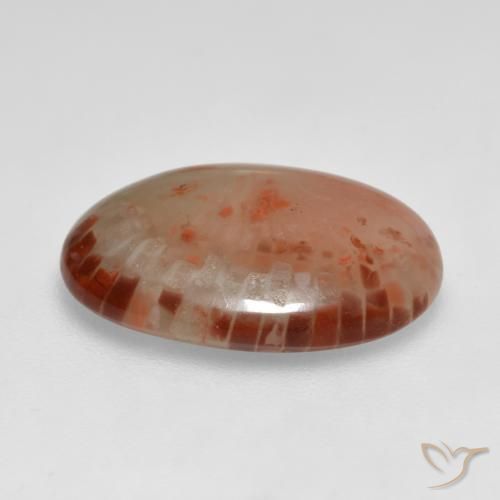 Corail Multicolore naturelle ovale, 6.24 ct, Translucide