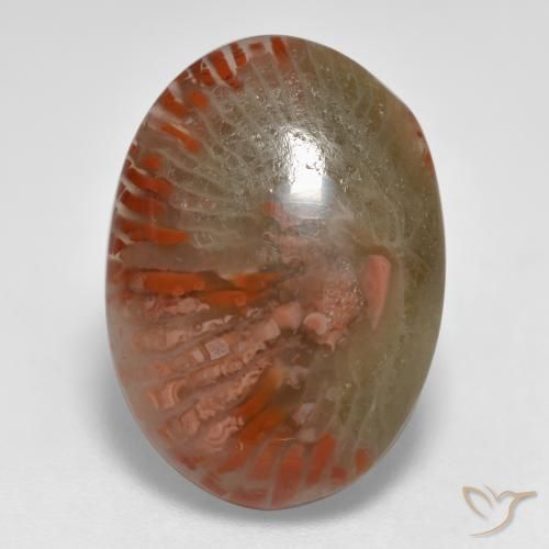 8.55ct Naturel Multicolore Corail, ovale, Translucide