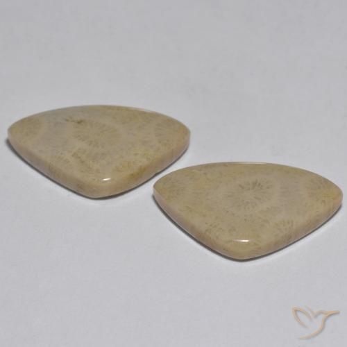 Shop natural 17.33ct Multicolore Corail gems, Fantaisie, from Indonésie at GemSelect. In stock, global shipping!