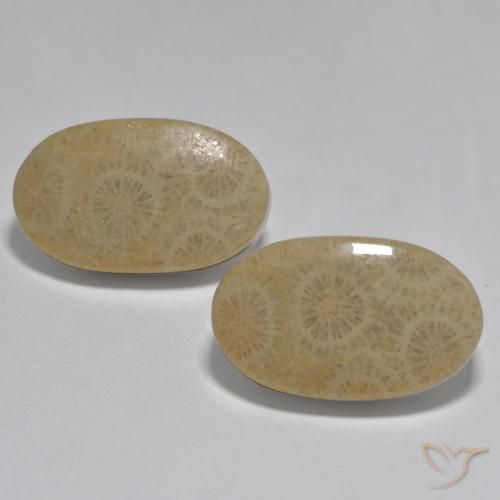 26.78ctw Naturel Multicolore Corail, ovale, Opaque