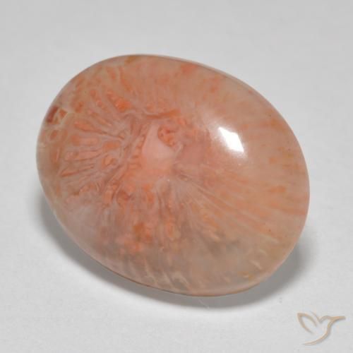 Corail Multicolore naturelle ovale, 7.86 ct, Translucide