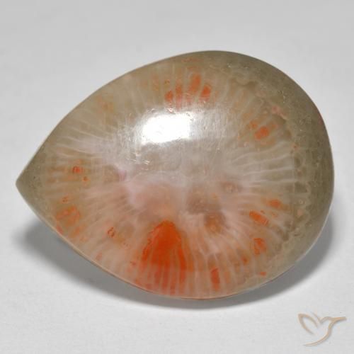 Corail Multicolore naturelle En forme de poire, 16.37 ct, Translucide