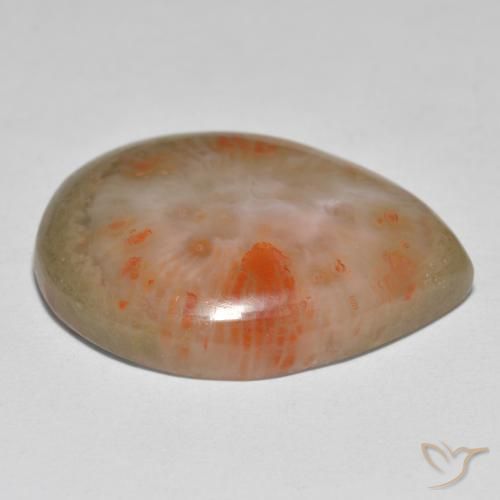 Corail Multicolore naturelle En forme de poire, 16.37 ct, Translucide