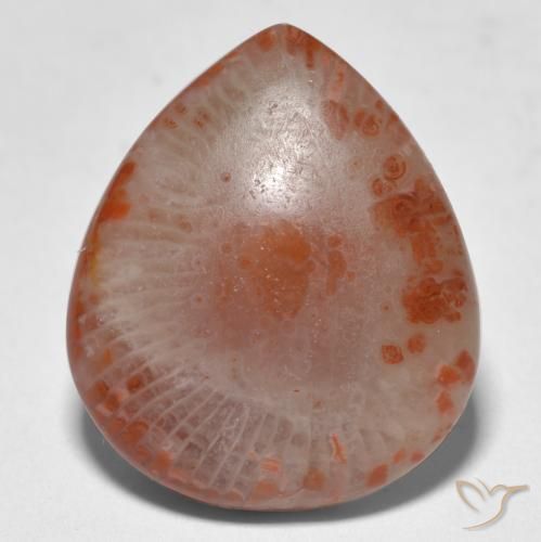 Corail multicolore naturelle en forme de poire, 11,24 ct, translucide