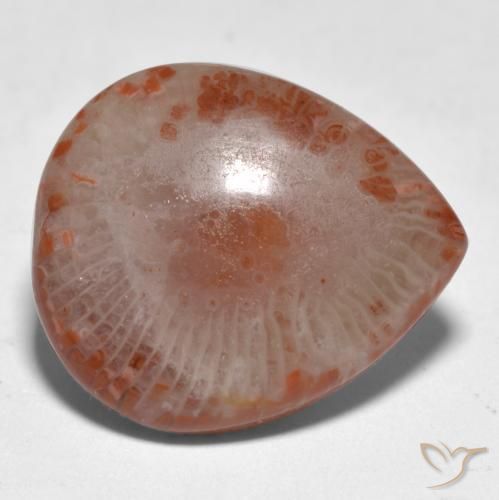 Corail multicolore naturelle en forme de poire, 11,24 ct, translucide