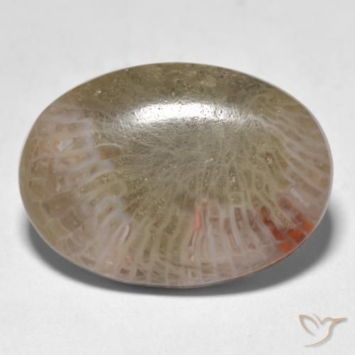 12.89ct Naturel Multicolore corail, ovale, Translucide
