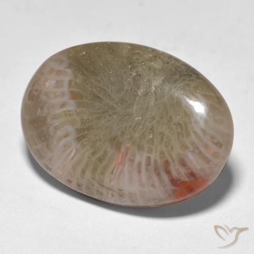 Corail Multicolore naturelle ovale, 12.89 ct, Translucide