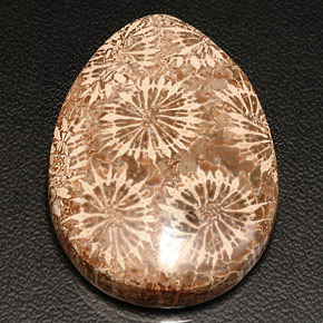 Corail fossile multicolore naturelle en forme de poire, 42,11 ct, opaque