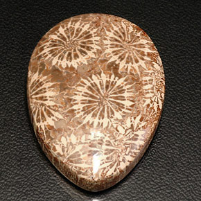 Corail fossile multicolore naturelle en forme de poire, 42,11 ct, opaque