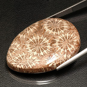 Corail fossile multicolore naturelle en forme de poire, 42,11 ct, opaque