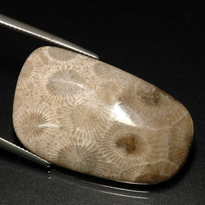 Corail fossile multicolore naturelle forme fantaisie, 31,46 ct, opaque