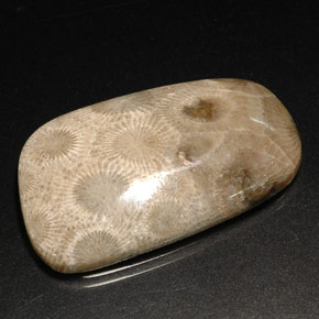 Corail fossile multicolore naturelle forme fantaisie, 31,46 ct, opaque