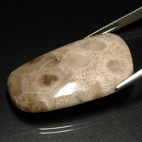 Corail fossile multicolore naturelle forme fantaisie, 31,46 ct, opaque