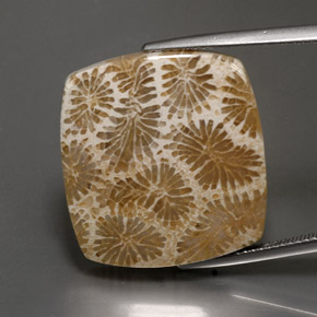 Corail fossile Multicolore naturelle Carré, 24.22 ct, Opaque