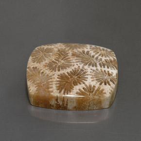 Corail fossile Multicolore naturelle Carré, 24.22 ct, Opaque