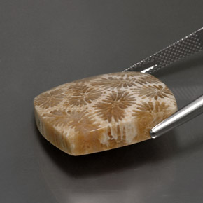 Corail fossile Multicolore naturelle Carré, 24.22 ct, Opaque