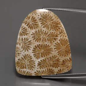 Corail fossile Multicolore naturelle Forme fantaisie, 25.71 ct, Opaque