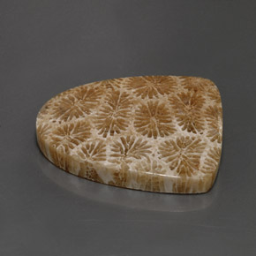 Corail fossile Multicolore naturelle Forme fantaisie, 25.71 ct, Opaque