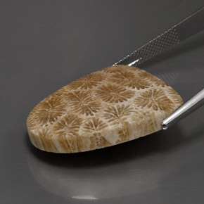 Corail fossile Multicolore naturelle Forme fantaisie, 25.71 ct, Opaque