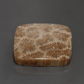 Corail fossile Multicolore naturelle Carré, 28.62 ct, Opaque