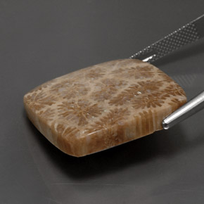 Corail fossile Multicolore naturelle Carré, 28.62 ct, Opaque