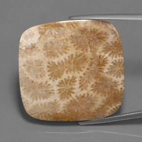 Corail fossile multicolore naturelle coupe coussin, 45,27 ct, opaque