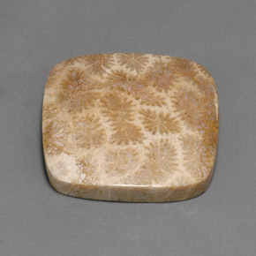 Corail fossile multicolore naturelle coupe coussin, 45,27 ct, opaque