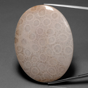 Corail fossile multicolore naturelle coupe ovale, 93,67 ct, opaque