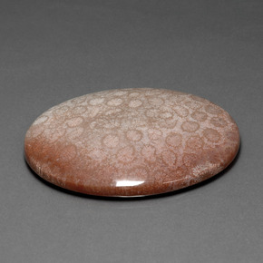Corail fossile Multicolore naturelle Coupe ovale, 91.59 ct, Opaque