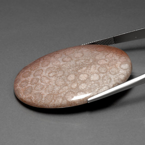 Corail fossile Multicolore naturelle Coupe ovale, 91.59 ct, Opaque