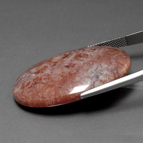 Corail fossile Multicolore naturelle Coupe ovale, 51.88 ct, Opaque