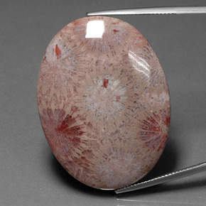 Corail fossile Multicolore naturelle Coupe ovale, 47.83 ct, Opaque