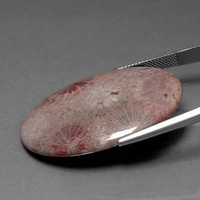 Corail fossile Multicolore naturelle Coupe ovale, 47.83 ct, Opaque