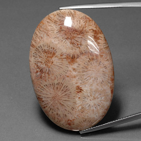 Corail fossile Multicolore naturelle Coupe ovale, 46.53 ct, Opaque