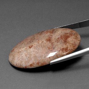 Corail fossile Multicolore naturelle Coupe ovale, 46.53 ct, Opaque