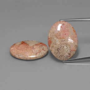 Achetez naturel ct multicolore corail fossile gems, coupe ovale, en provenance indonésie chez gemselect. en stock, livraison internationale!