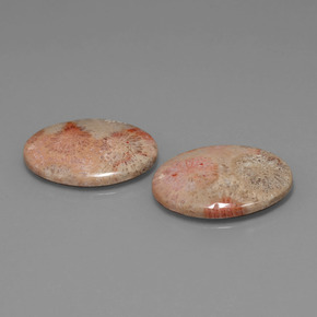 Achetez naturel ct multicolore corail fossile gems, coupe ovale, en provenance indonésie chez gemselect. en stock, livraison internationale!