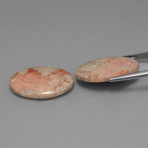 Achetez naturel ct multicolore corail fossile gems, coupe ovale, en provenance indonésie chez gemselect. en stock, livraison internationale!