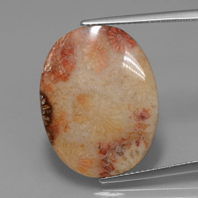 Corail fossile Multicolore naturelle Coupe ovale, 15.17 ct, Opaque