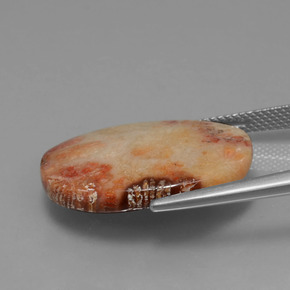 Corail fossile Multicolore naturelle Coupe ovale, 15.17 ct, Opaque