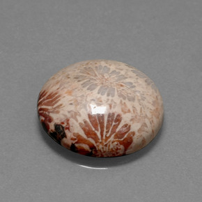 Corail fossile Multicolore naturelle Coupe roude, 9.59 ct, Opaque