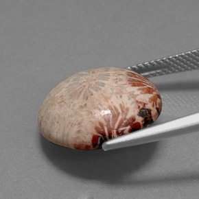 Corail fossile Multicolore naturelle Coupe roude, 9.59 ct, Opaque