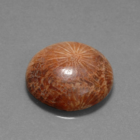 Corail fossile Multicolore naturelle Coupe roude, 10.56 ct, Opaque