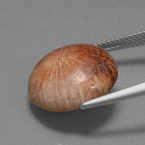 Corail fossile Multicolore naturelle Coupe roude, 10.56 ct, Opaque