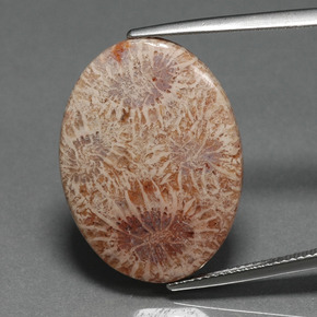 Corail fossile multicolore naturelle coupe ovale, 15,93 ct, opaque