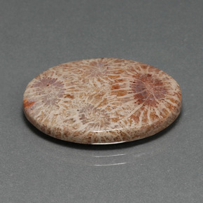 Corail fossile multicolore naturelle coupe ovale, 15,93 ct, opaque