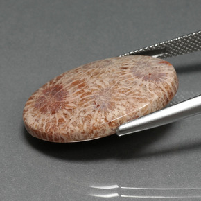 Corail fossile multicolore naturelle coupe ovale, 15,93 ct, opaque